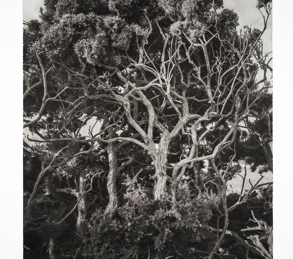 Gorse (Ulex europaeus)