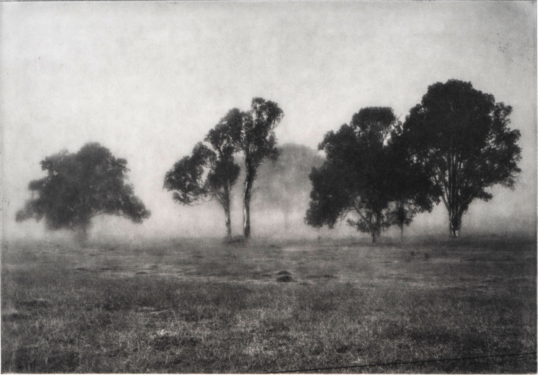 Trees