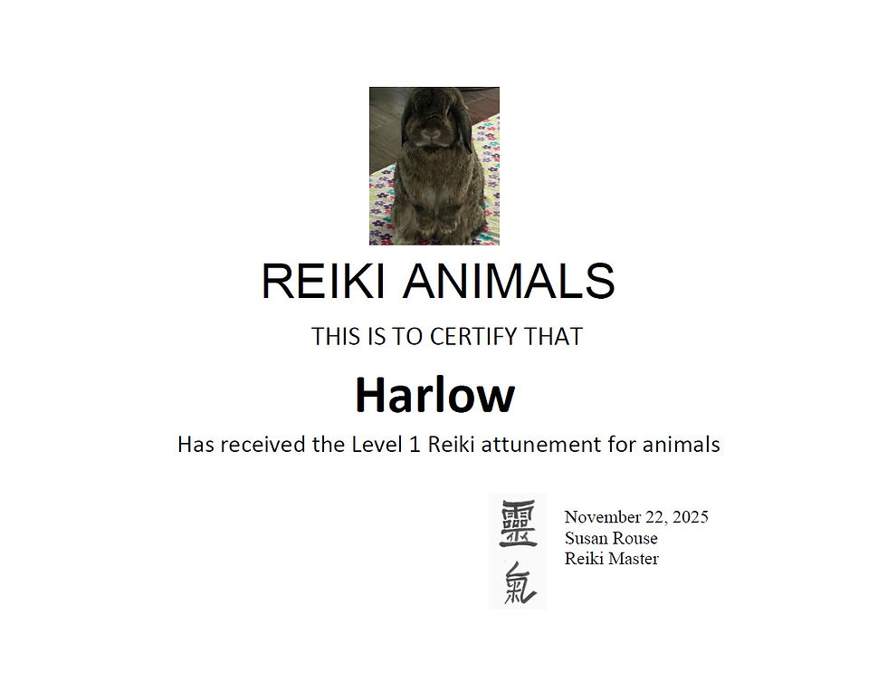 Harlow the Reiki rabbit