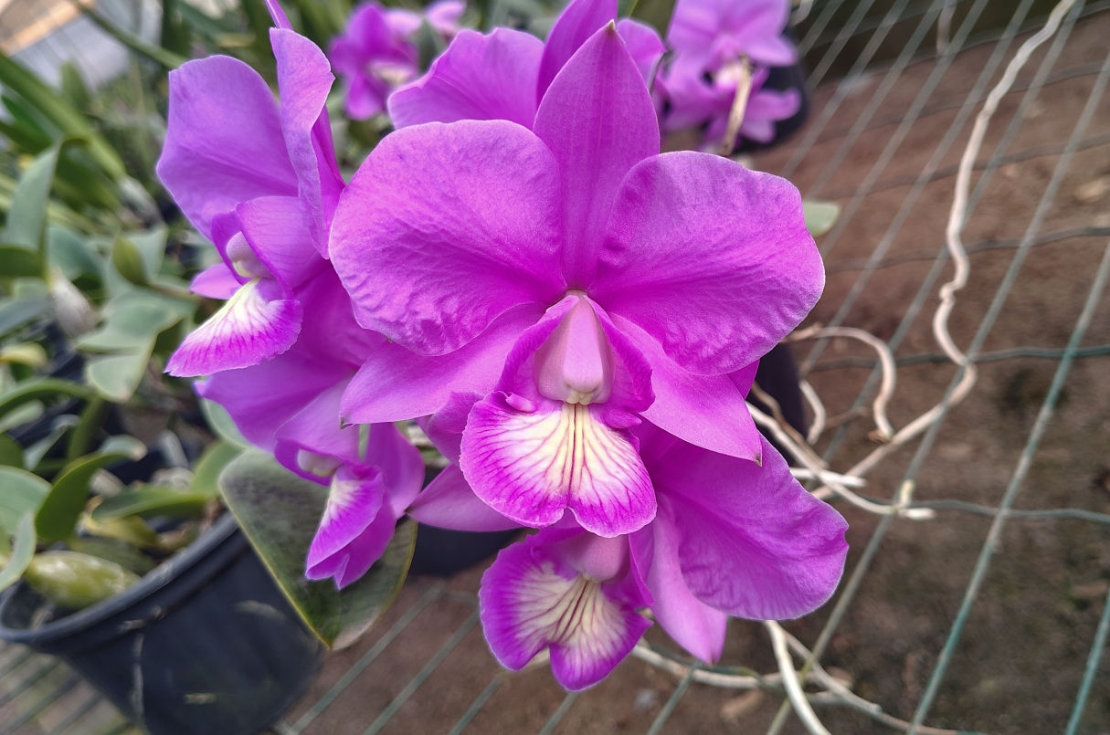 HTP 1058 - C. nobilior rubra JRD x (Don Rafael x Fatal Atraction)