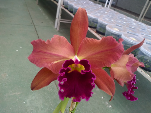 HTP 814 - Blc. Toshie Aoki 'Carmela' x L. tenebrosa | Orquidário