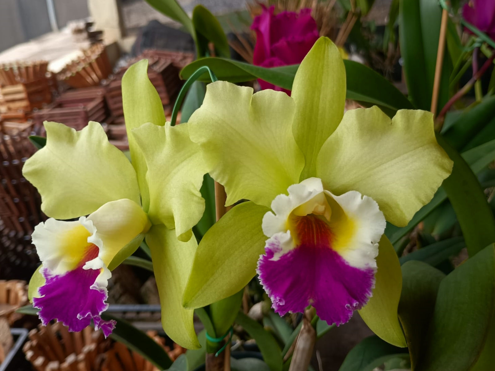 HTP 1077 - Blc.Suzuki's YellowFlare x (Blc.ChineseBronze x Blc.Hawaiian Satisfac