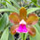Miniatura: HTP 805 - C. bicolor 'TP' xxx X Pedrinho