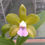 Miniatura: HTP 805 - C. bicolor 'TP' xxx X Pedrinho