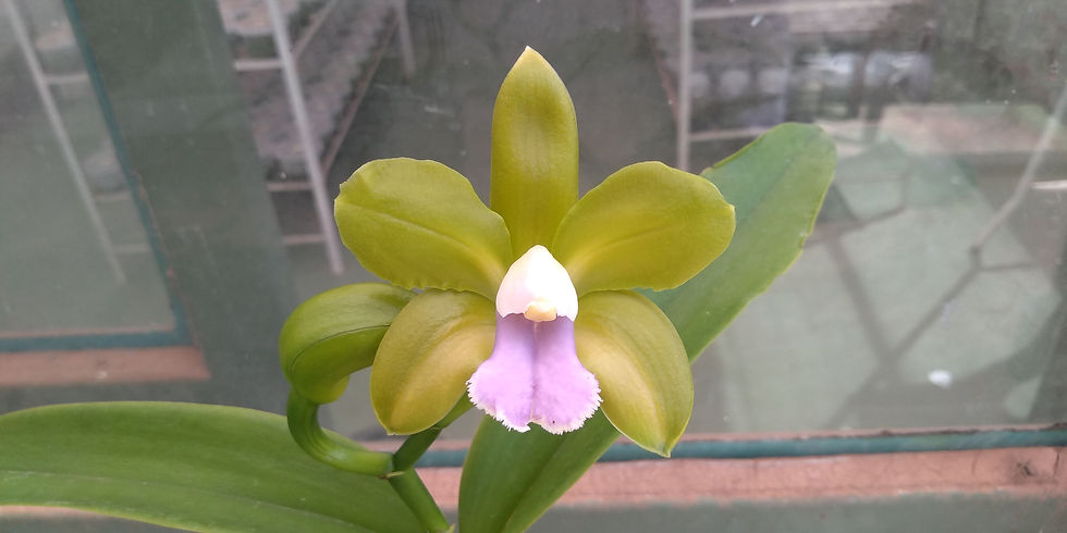 HTP 805 - C. bicolor 'TP' xxx X Pedrinho