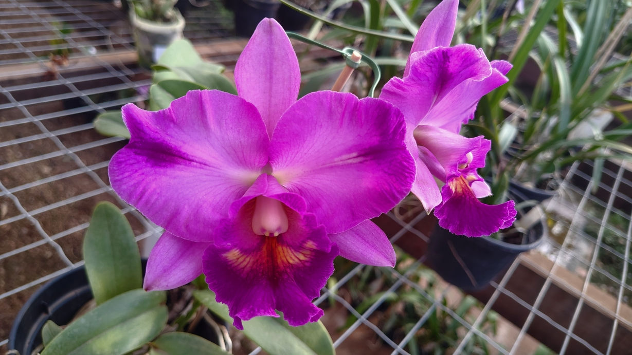 HTP 1042 - Rlc. JVZ Red Splash Catarina flâmea x C. nobilior