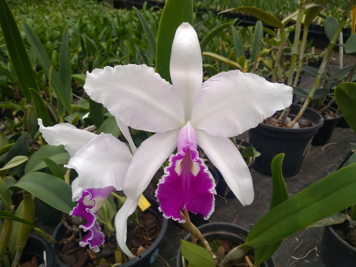 HTP 986 - C. warscewiczii (tipo x tipo 'Kao')