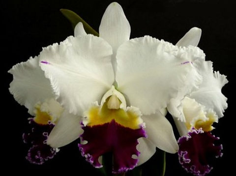 MTP 63 - Lc. Mikkie Nagata 'Orchidlibrary' | Orquidário Jordão