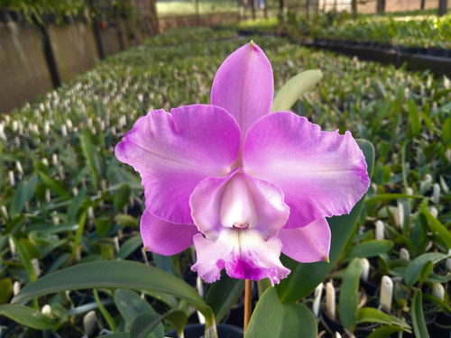 HTP 893 - C. loddigesii Pelórica x C. walkeriana | Orquidário Jordão