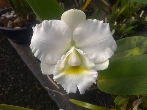 HTP 894 - C. walkeriana 304 xxxx X C. Tiffin Bells | Orquidário Jordão