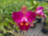 HTP 862 - Blc. Durigan flâmea x Blc. Nobile's Tropical Sunset