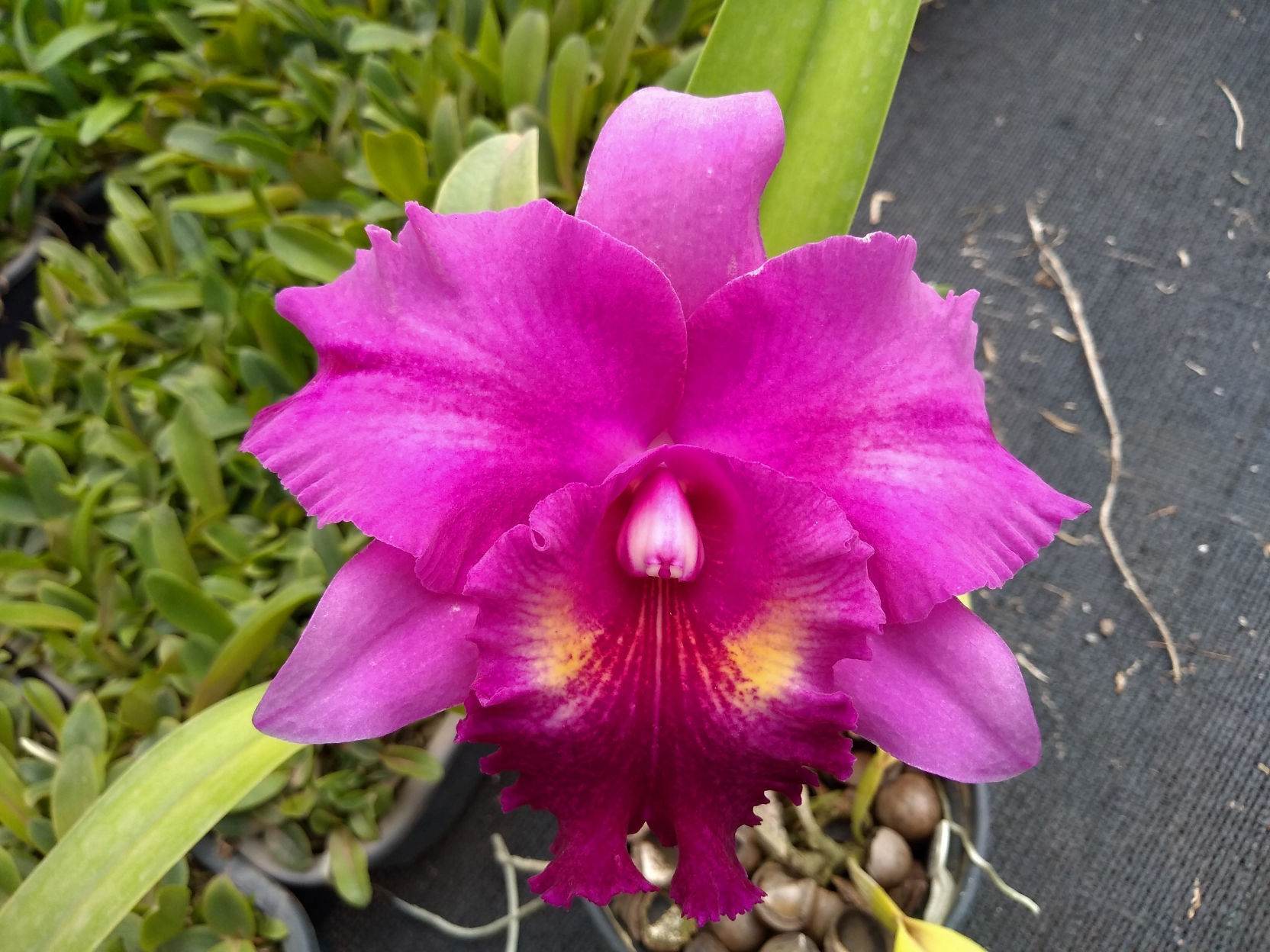 HTP 841 - Blc. Chia Lin 'New City' x Blc, Mary's Song