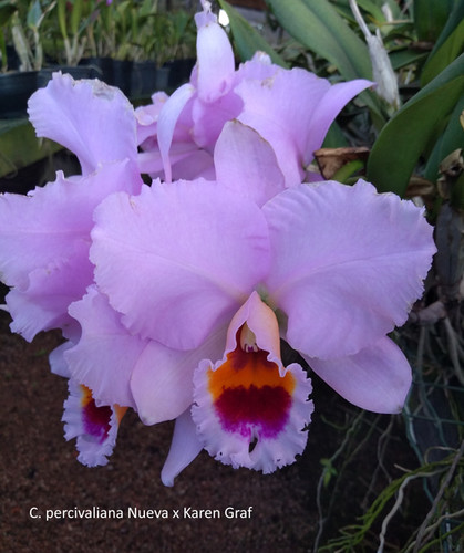 HTP 824 - C. percivaliana tipo (Nueva x Karen Graf) x Thiago