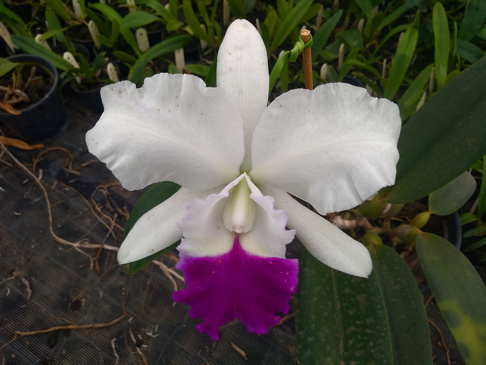 Miniatura: HTP 883 - Lc. Gilla Wildernes x C. walkeriana s/a Tokyo Nº 1