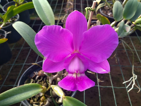 HTP 730 - C. walkeriana (Diamond Brigth xTokyo) x alba Laina