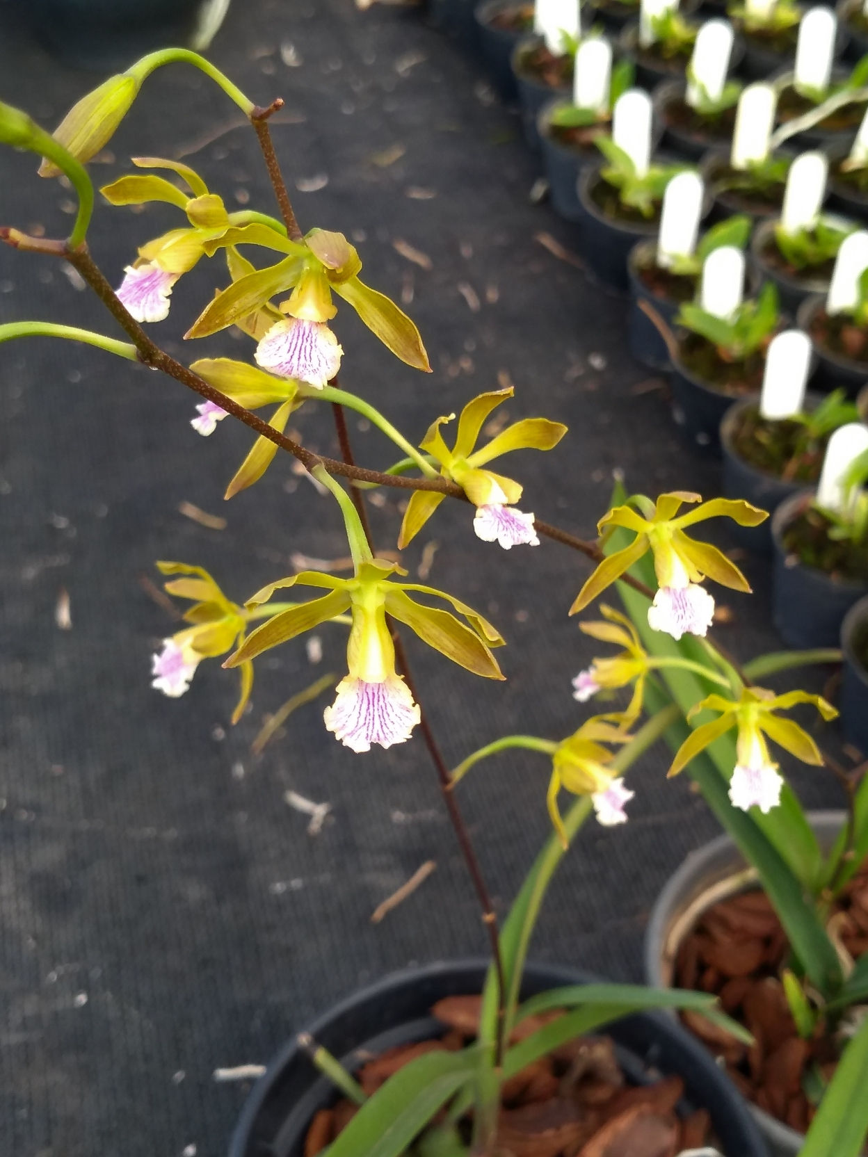 Encyclia kundergraberii