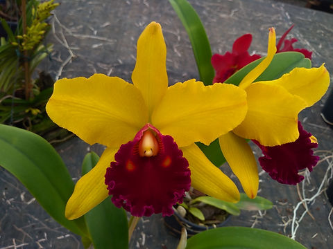 HTP 906 - Blc. NSA Linda Dona x Blc. Toshie Aoki 'Carmela
