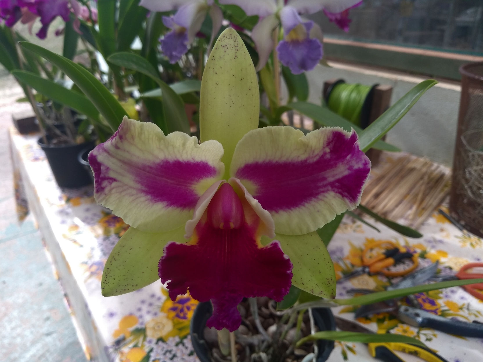 HTP 803 -(Blc. Nobile's Tropical Sunset x Chinese Bronze)  x Blc. Durigan escura