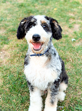 WestPenn Doodles Aussiedoodle