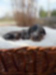 Hank