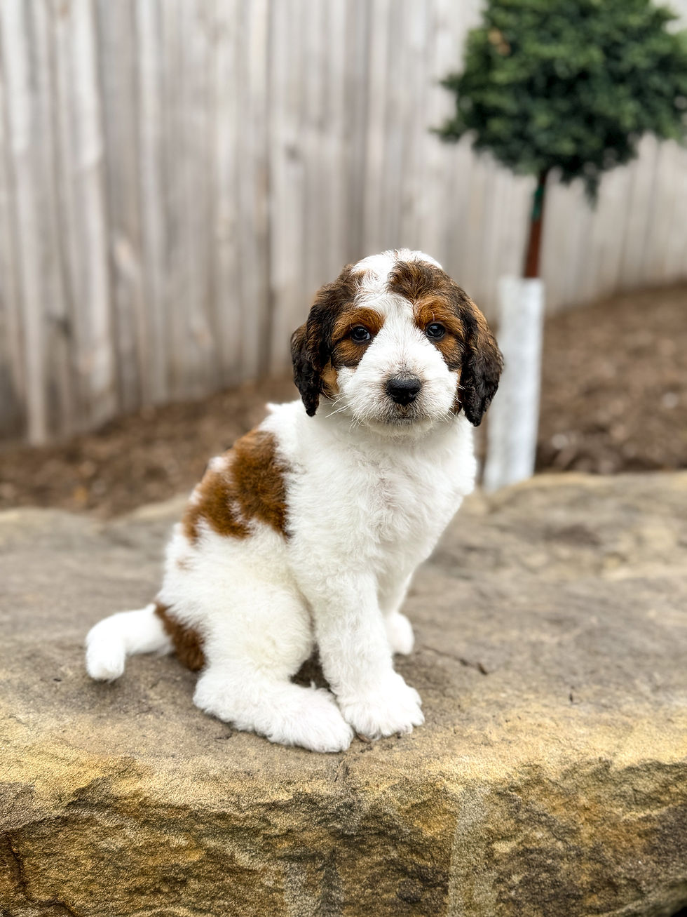 Basil