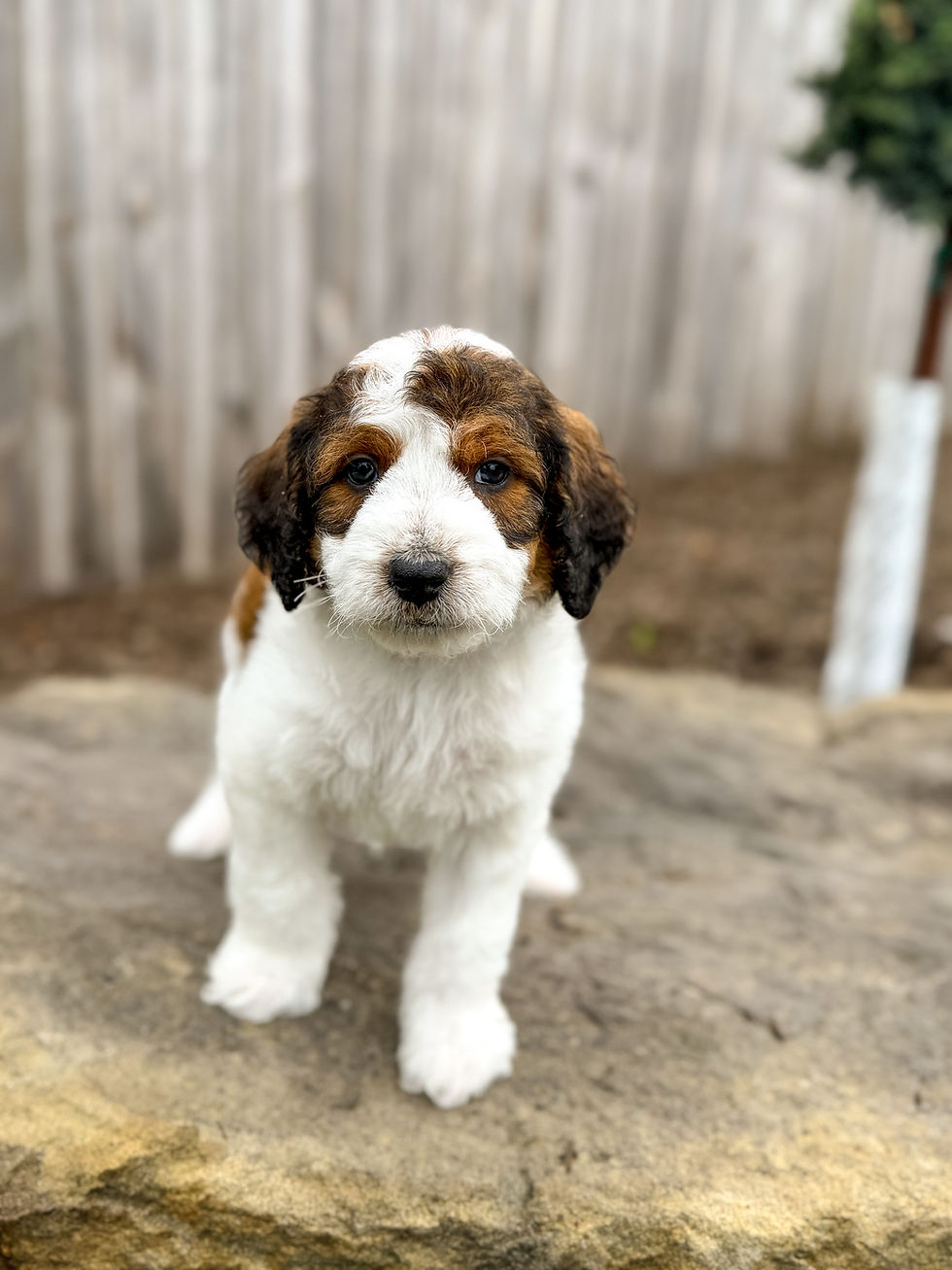 Basil