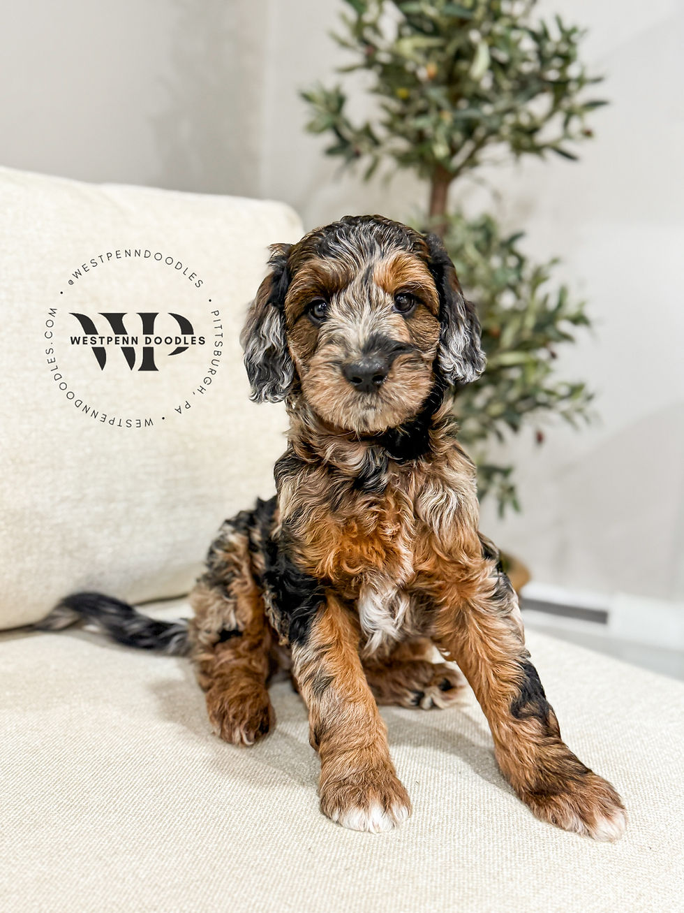 Australian Mountain Doodle