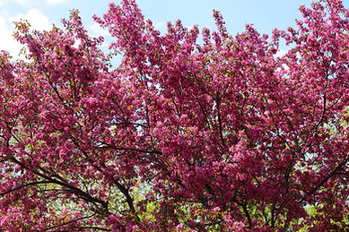 Landscape Pink Crab Apple Tree .jpg