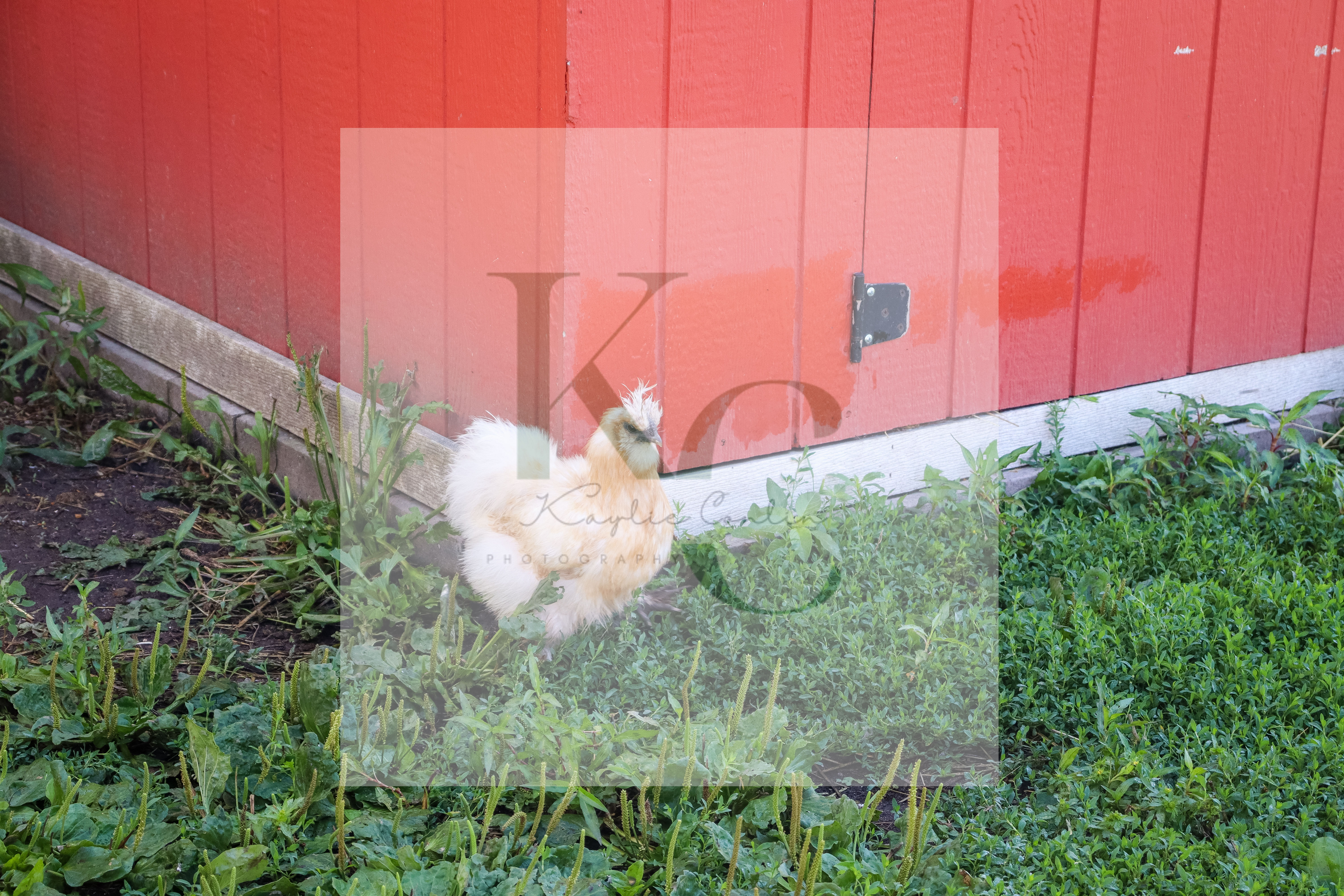 Silkie (A)