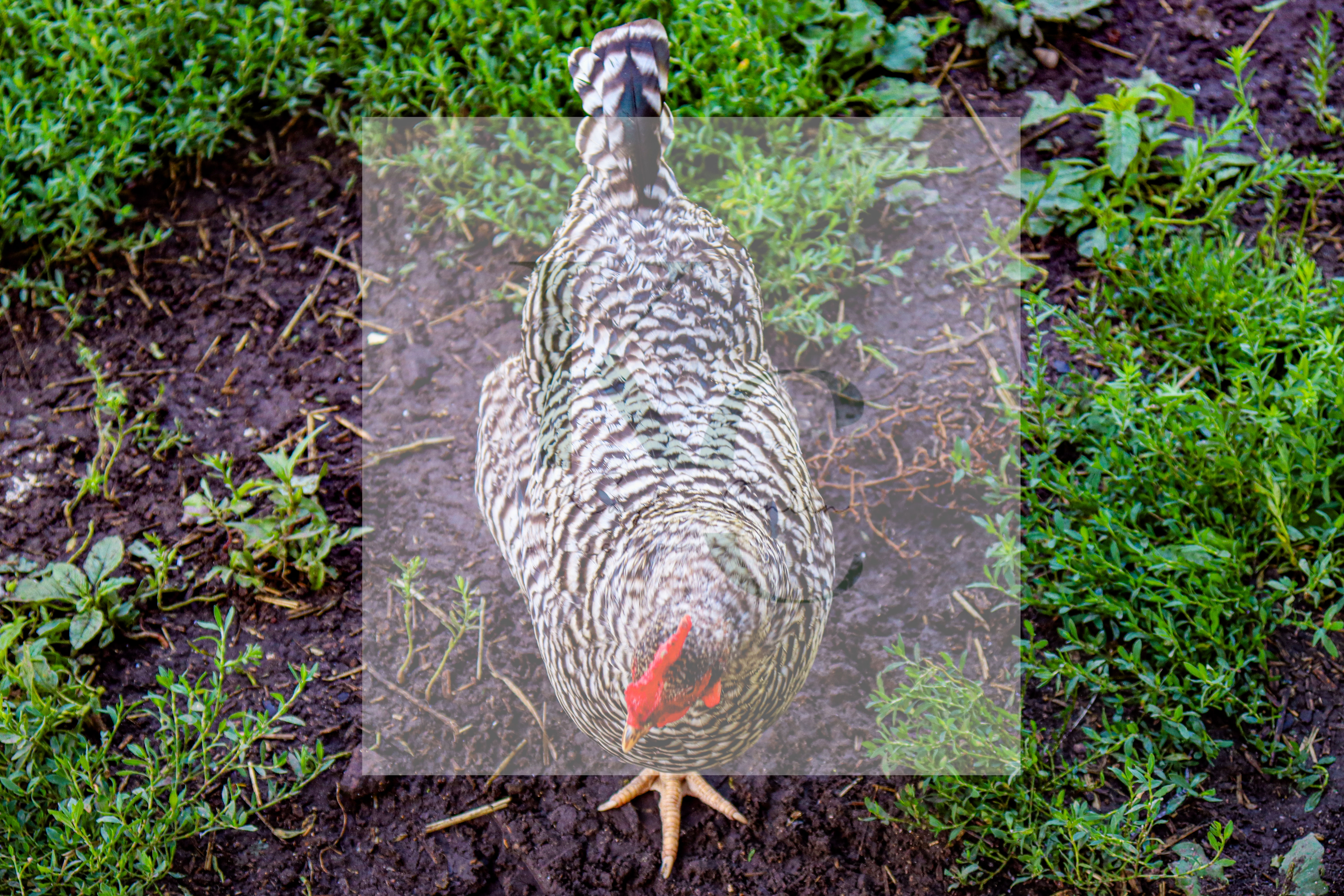 Barred Plymouth Rock Chicken