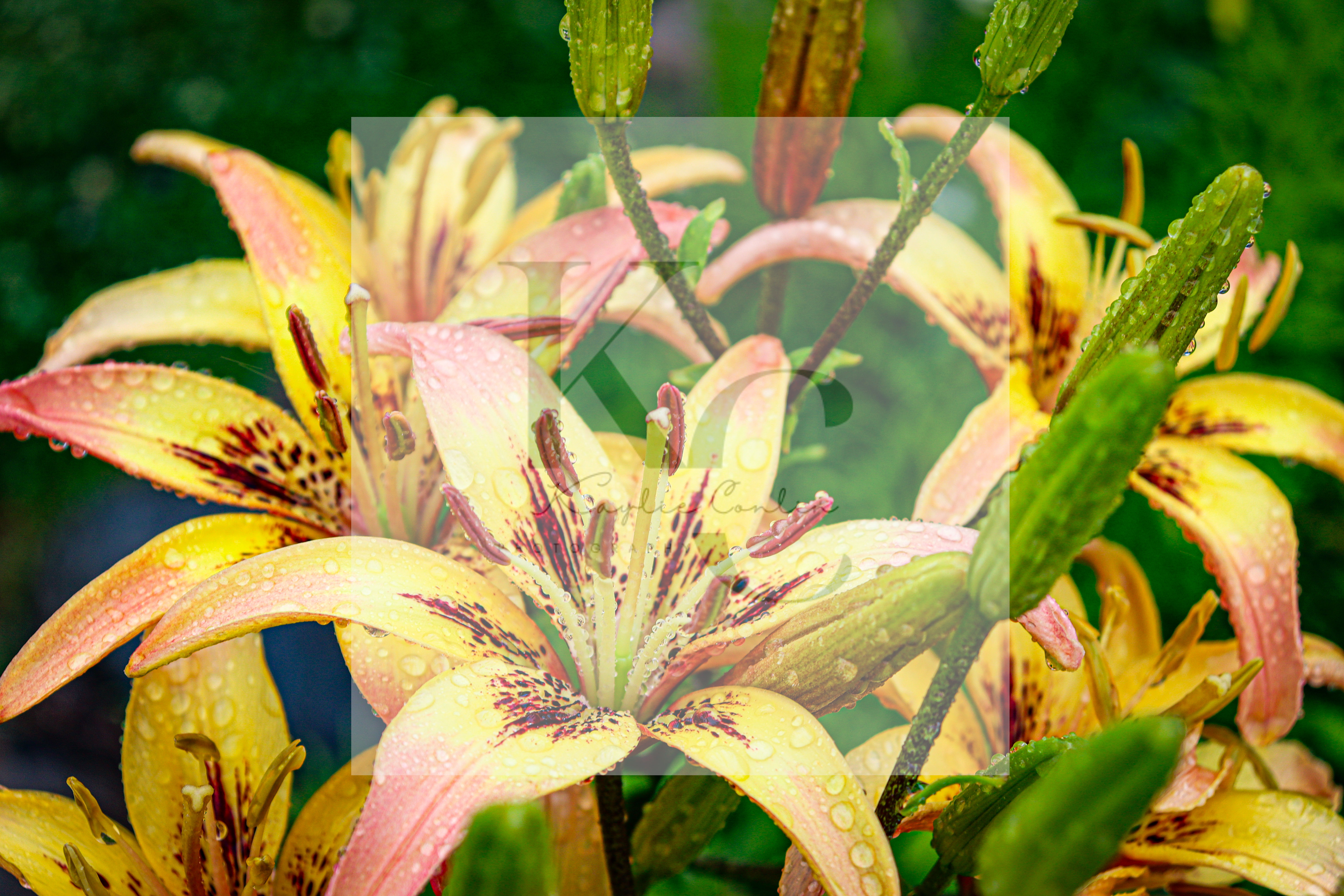 Raindrop Lily (B)