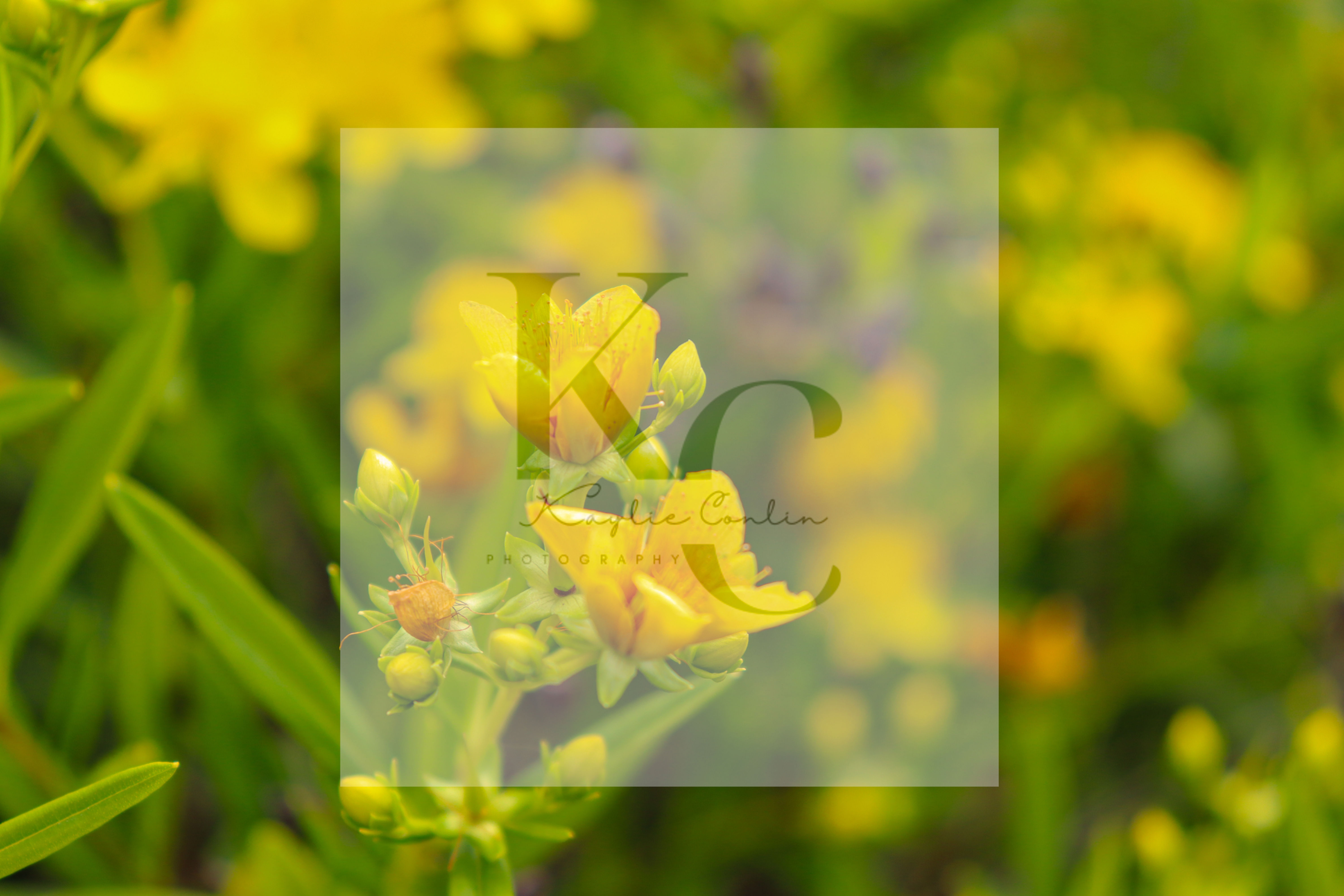 Shrubby St. John's Wort (D)