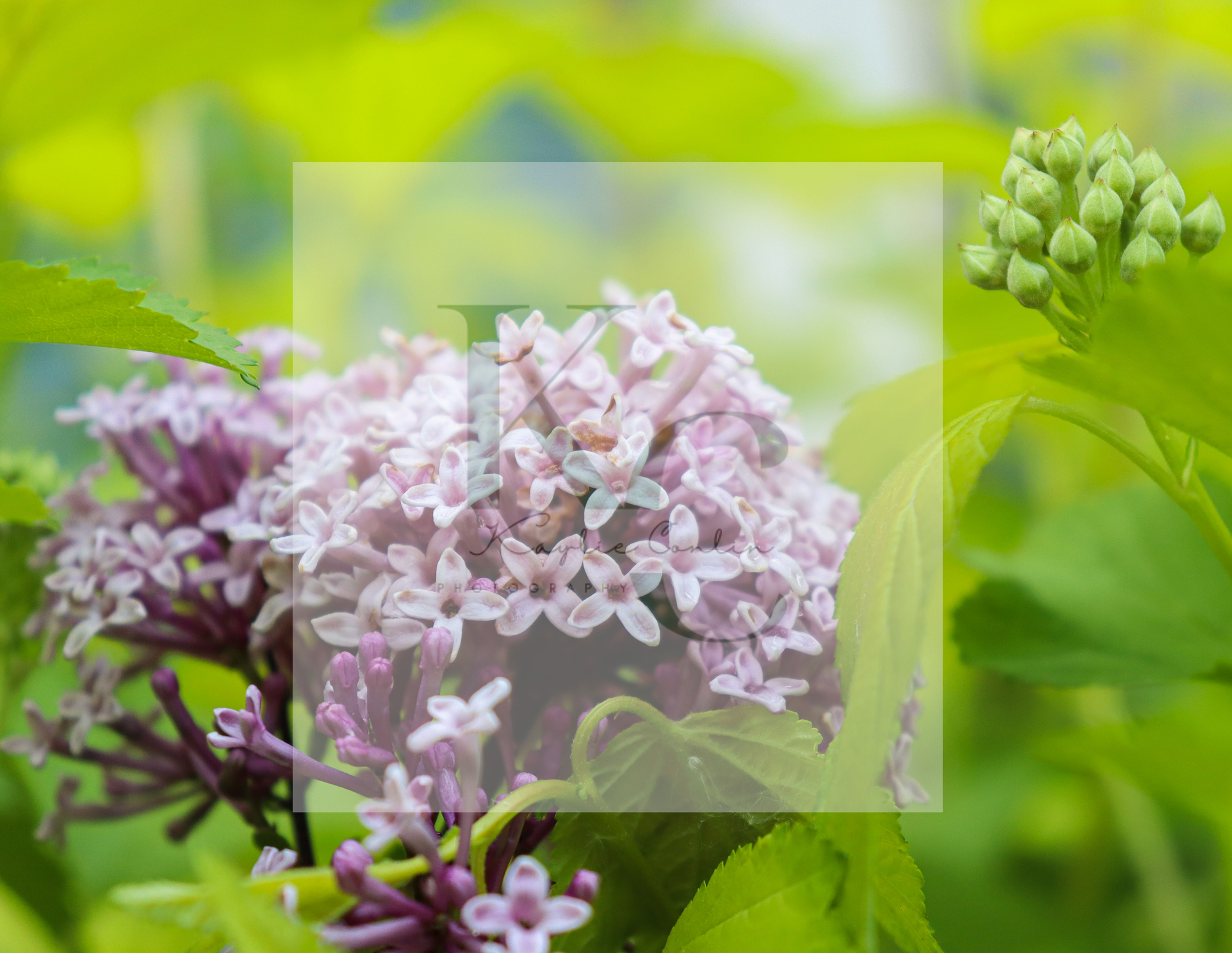 Lilac Tree (N)