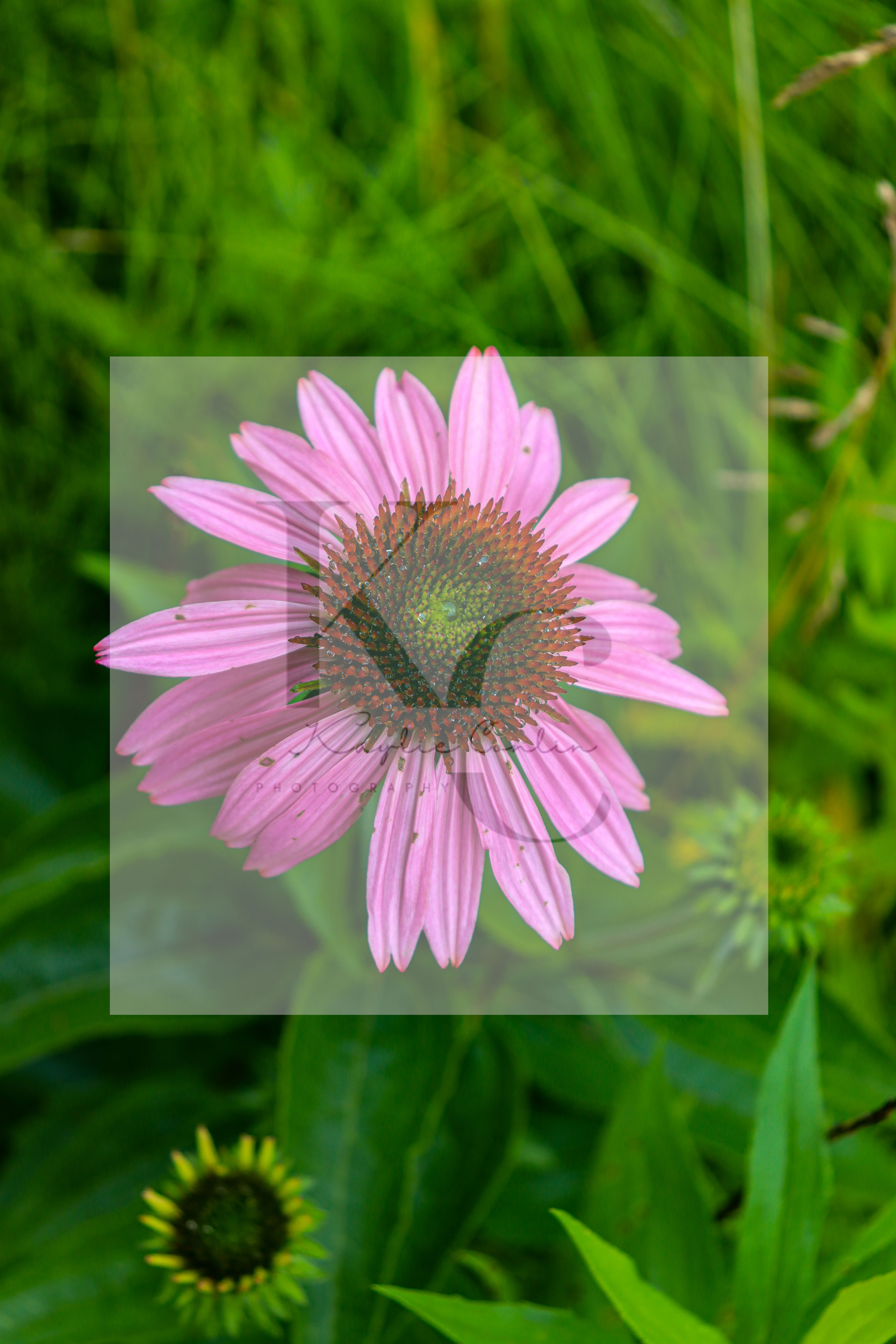 Purple Coneflower (A)