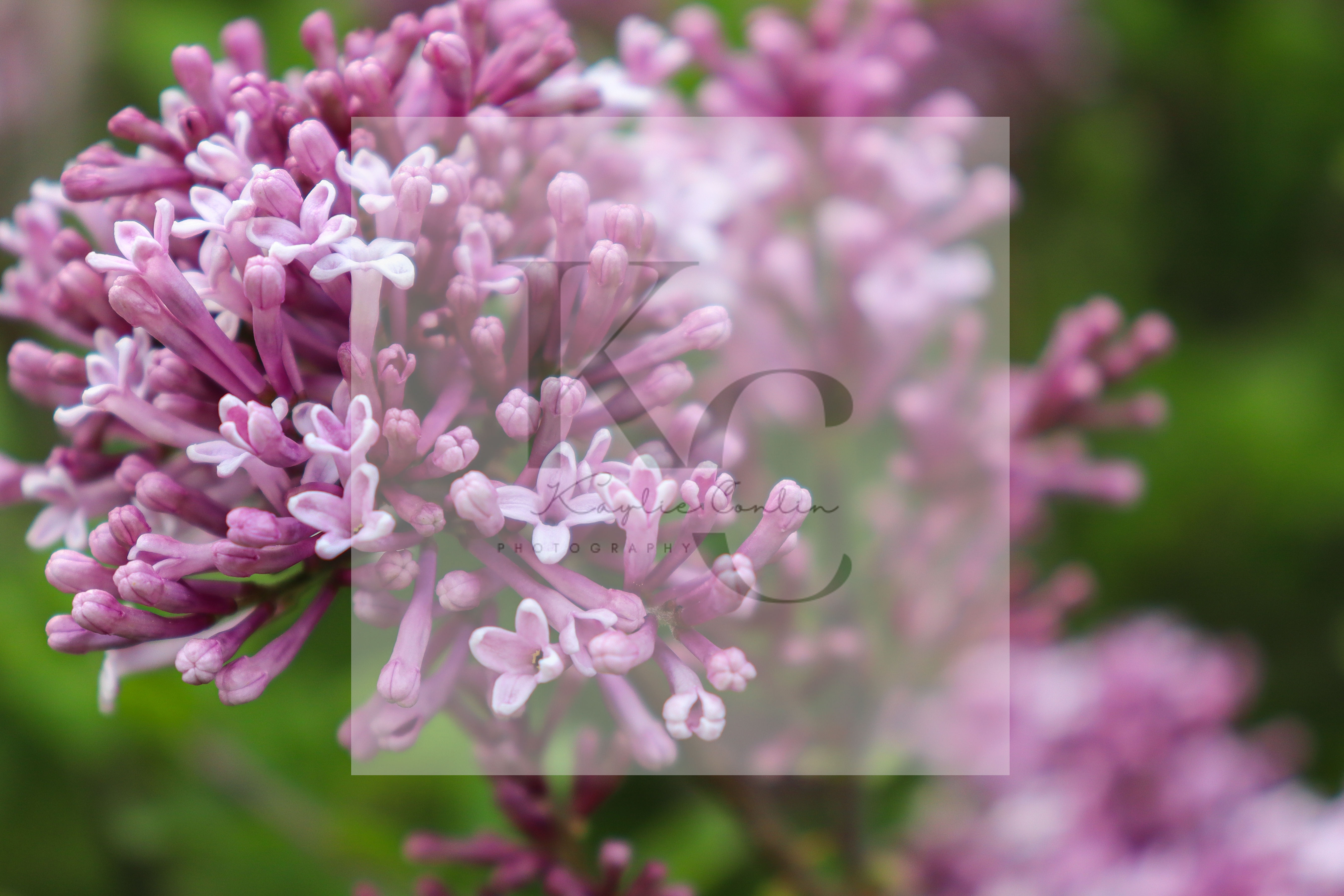 Lilac Tree (C)