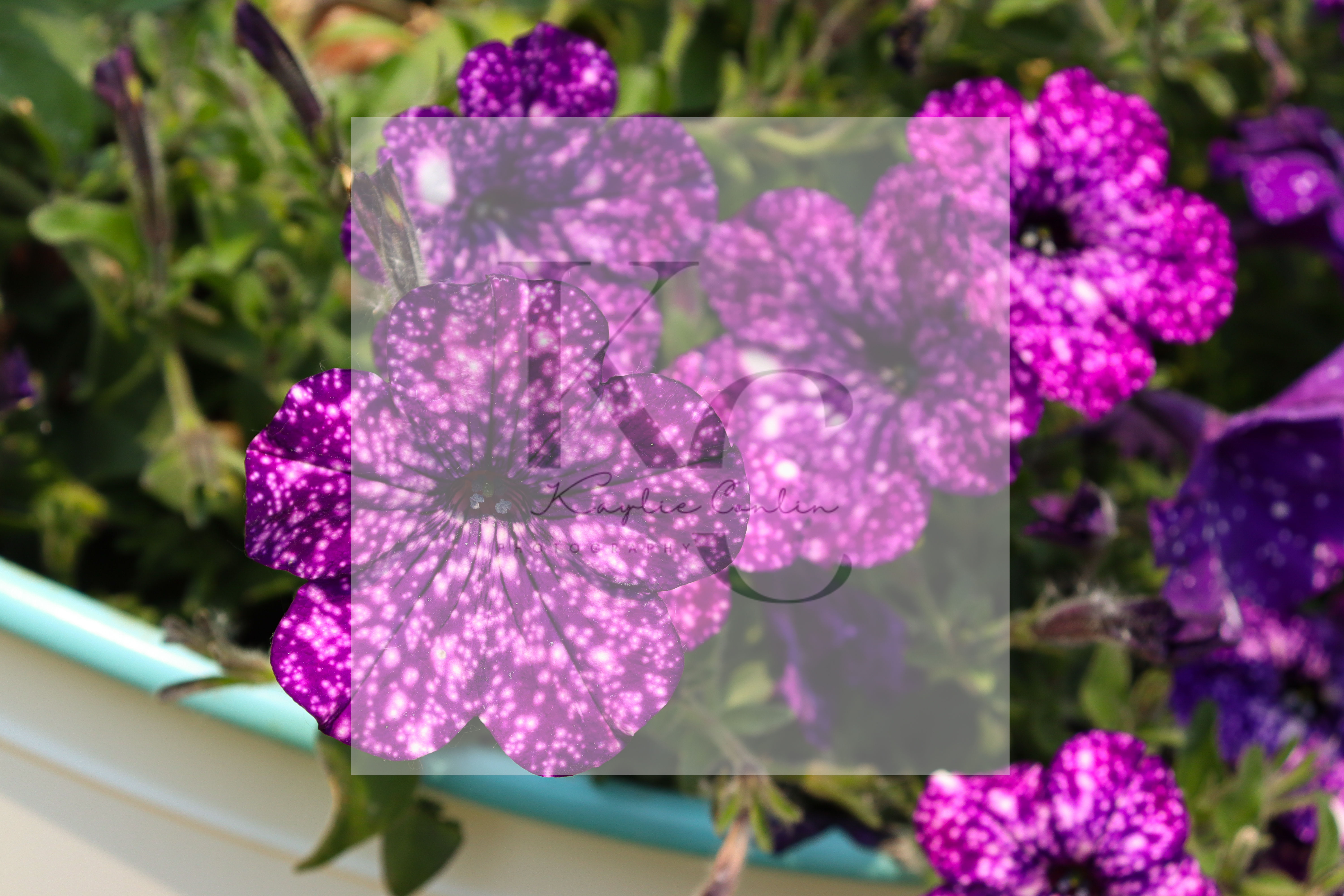 Night Sky Petunia (D)