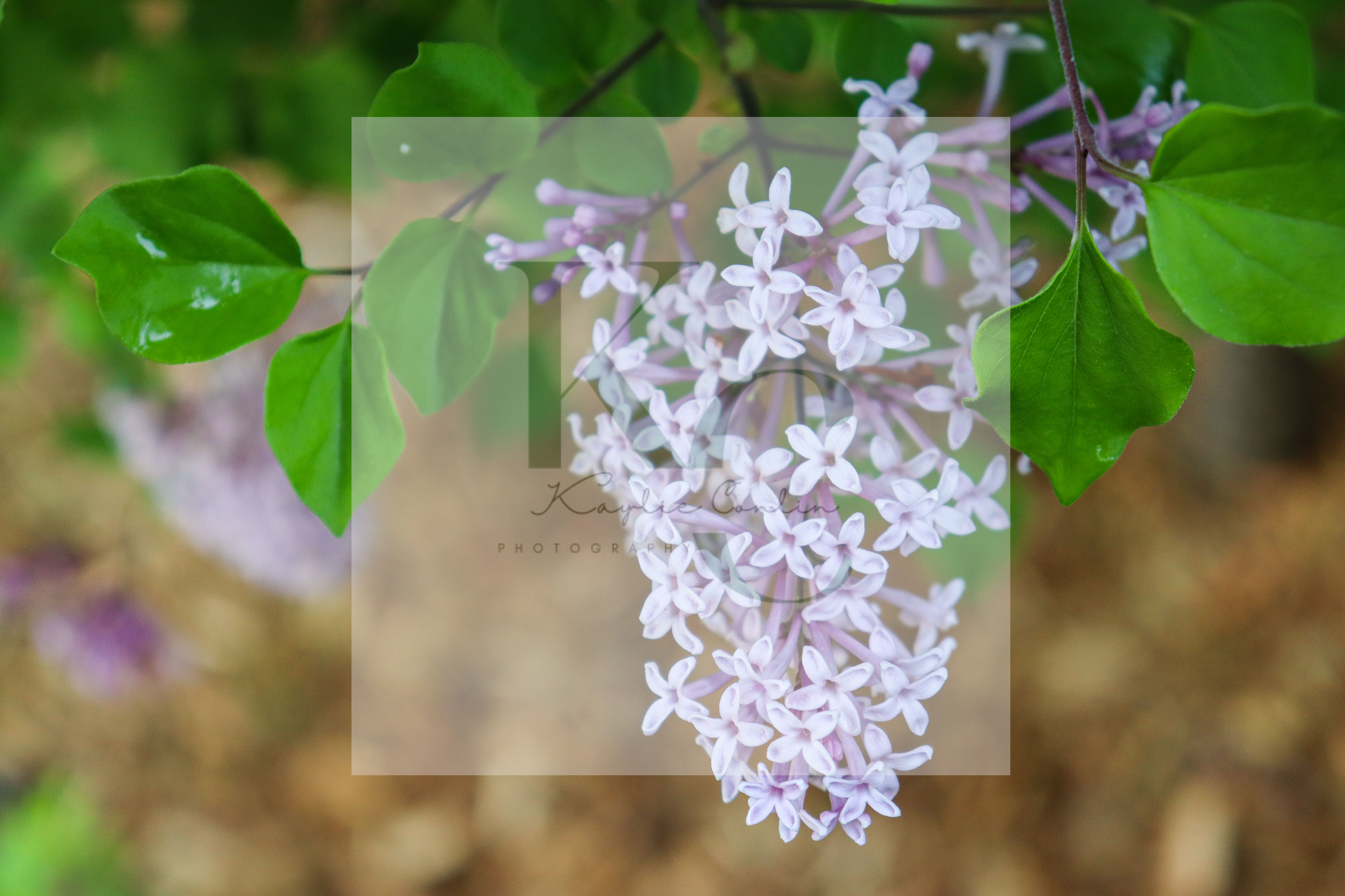 Lilac Tree (O)