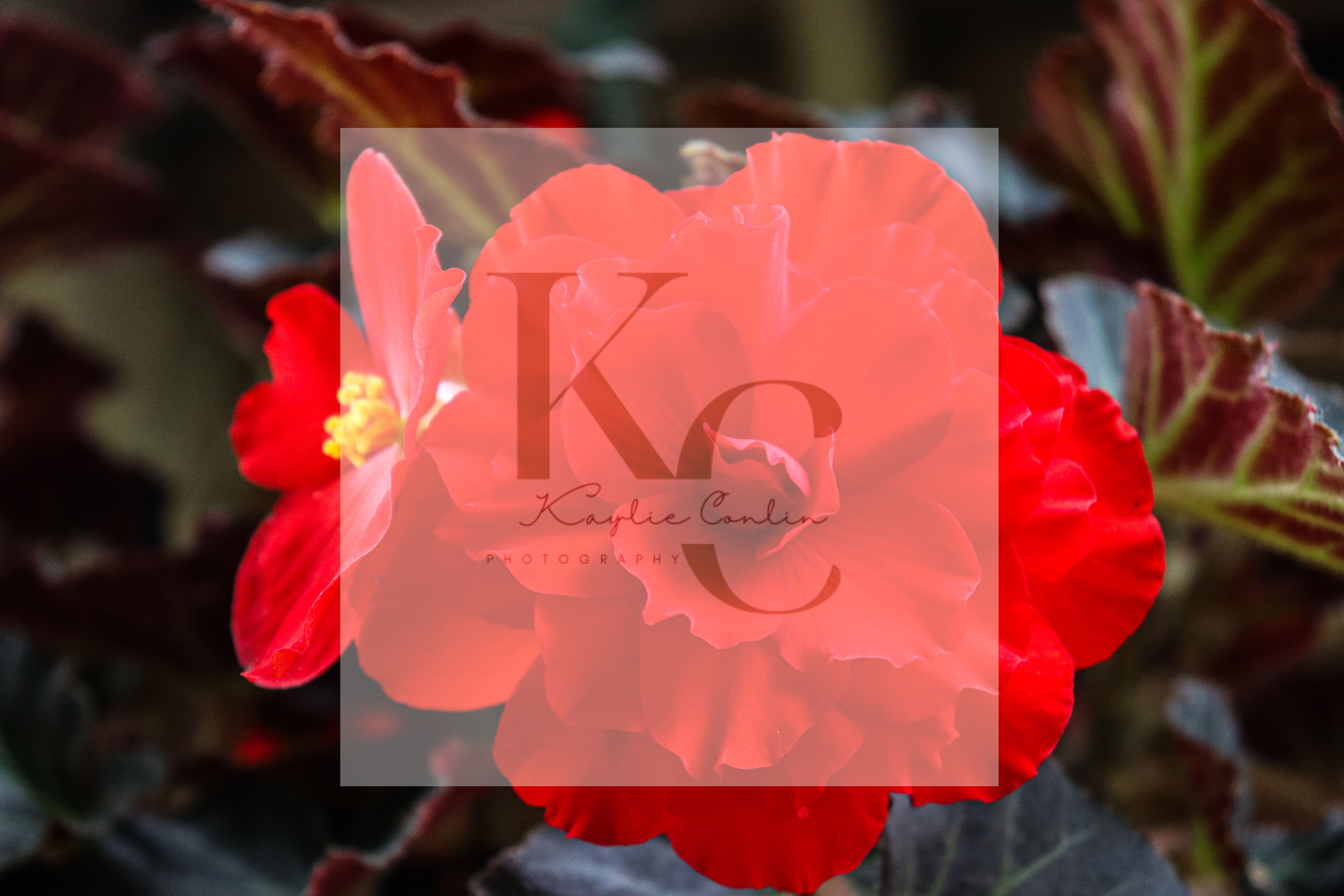 Red Begonia (H)
