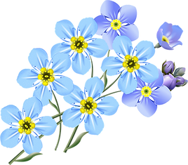 forget-me-not flowers