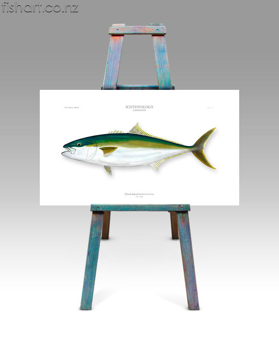 Plate 135 Kingfish studio