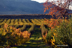 Fall Orchard Up Close