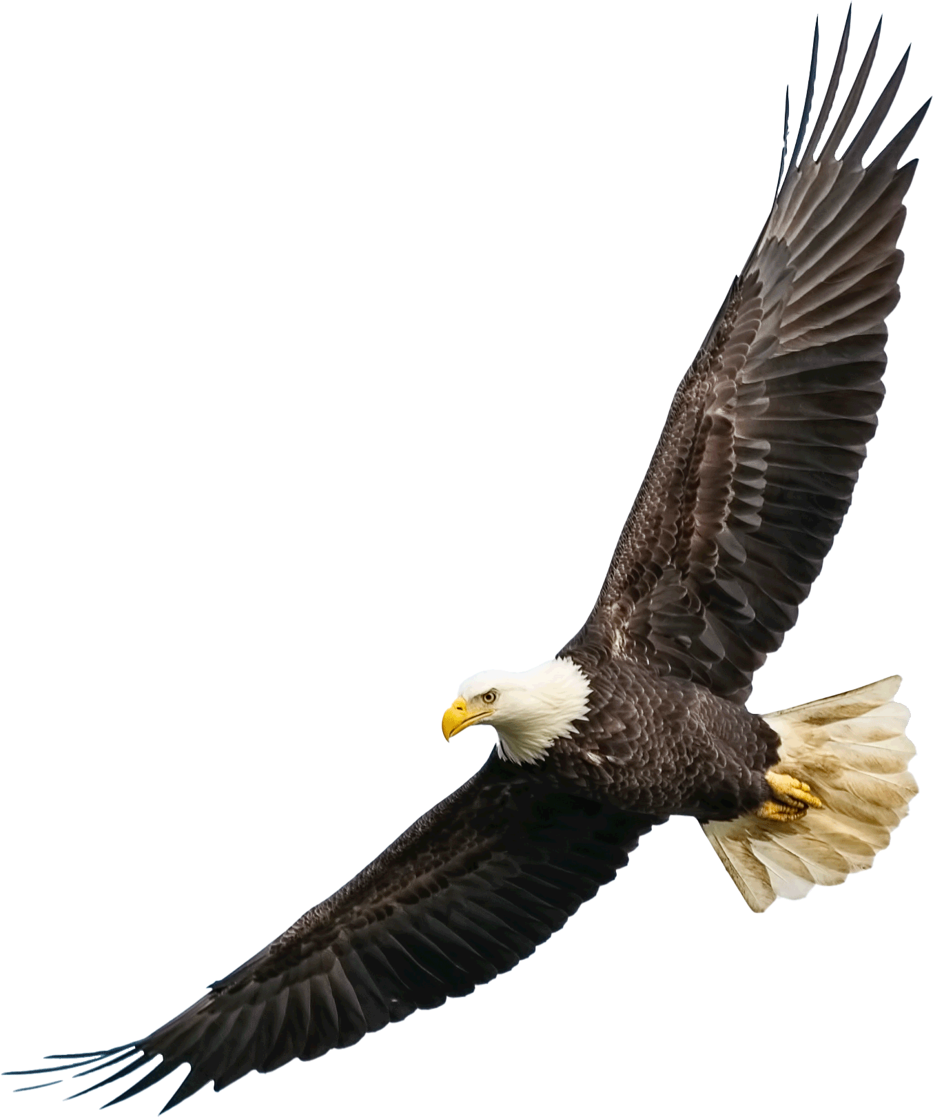 Eagle Flying