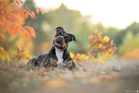 Hund im Herbst