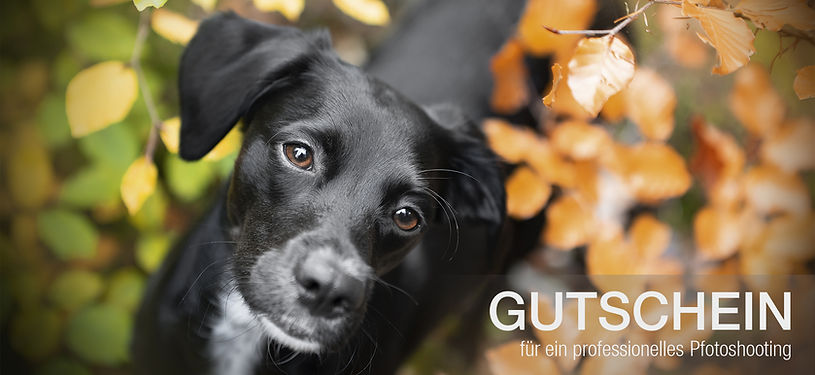 Gutschein Hundeshooting, Schwarzer Hund zwischen bunten Blättern