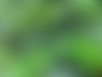 🌱 Premium Cannabis Clones for Sale in Thailand – Available Nationwide