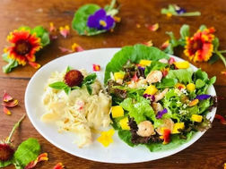 Descubra o Fascinante Universo das PANCs: Plantas Alimentícias Não Convencionais 🌿