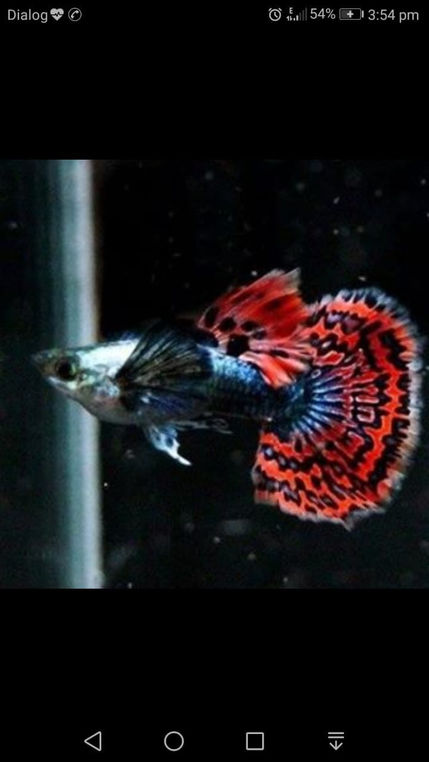 Dunbo Ear Guppy 1.jpg