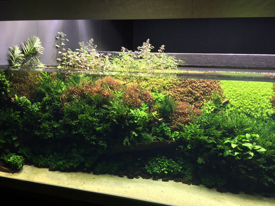 Forests Underwater by Takashi Amano 3 (Lisbon).JPG