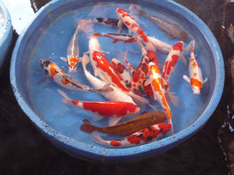 Selection of Israeli Koi.JPG