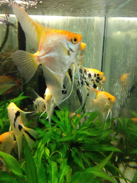 Broodstock Angelfish.JPG